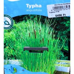 Keskenylevelű gyékény Typha angustifolia P18