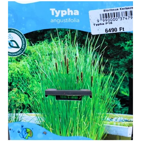 Keskenylevelű gyékény Typha angustifolia P18