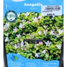 Mocsári tikszem / Lápi tikszem Anagallis tenella P18