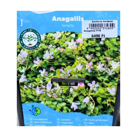 Mocsári tikszem / Lápi tikszem Anagallis tenella P18