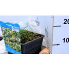 Mocsári tikszem / Lápi tikszem Anagallis tenella P18