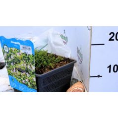 Mocsári tikszem / Lápi tikszem Anagallis tenella P18