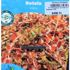 Indiai mocsárhúr Rotala indica P18