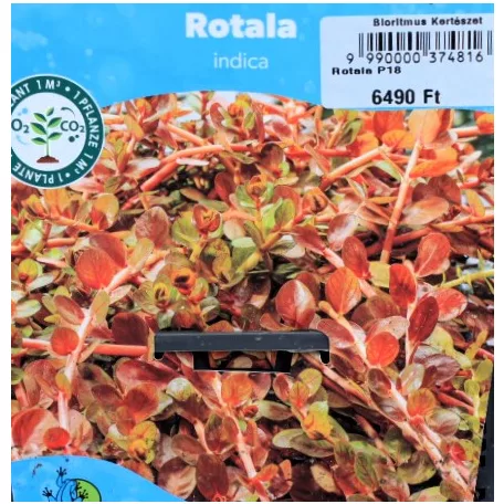 Indiai mocsárhúr Rotala indica P18