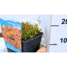 Indiai mocsárhúr Rotala indica P18