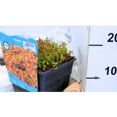 Indiai mocsárhúr Rotala indica P18