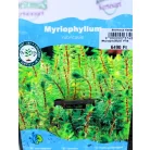 Vörösszárú süllőhínár Myriophyllum rubricaule P18