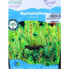 Vörösszárú süllőhínár Myriophyllum rubricaule P18