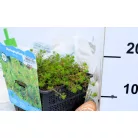 Vörösszárú süllőhínár Myriophyllum rubricaule P18