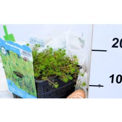 Vörösszárú süllőhínár Myriophyllum rubricaule P18