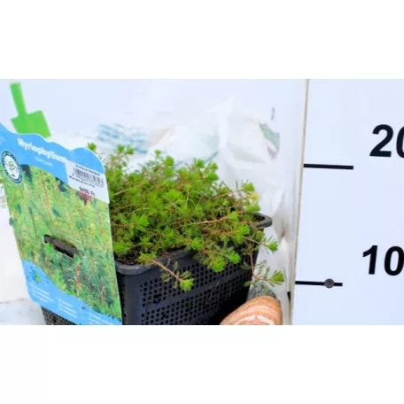 Vörösszárú süllőhínár Myriophyllum rubricaule P18