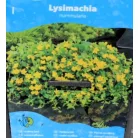 Pénzlevelű lizinka Lysimachia nummularia P18
