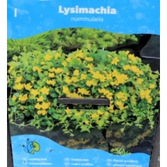 Pénzlevelű lizinka Lysimachia nummularia P18