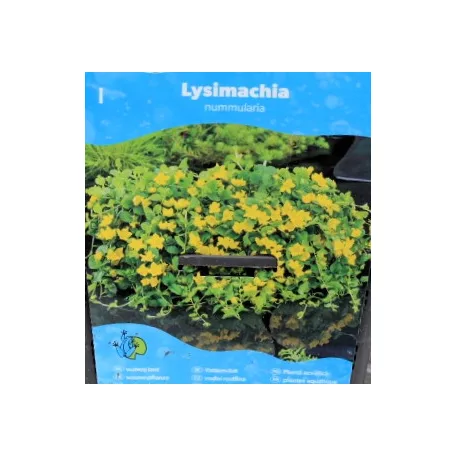 Pénzlevelű lizinka Lysimachia nummularia P18