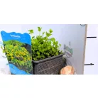 Pénzlevelű lizinka Lysimachia nummularia P18