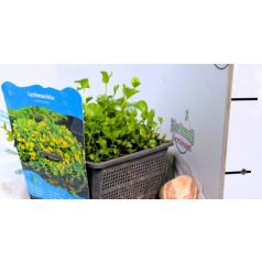 Pénzlevelű lizinka Lysimachia nummularia P18