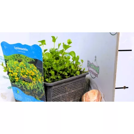 Pénzlevelű lizinka Lysimachia nummularia P18