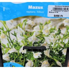 Törpefürt / Kúszó tátika Mazus reptans fajták P18