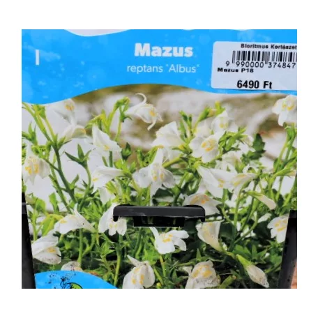 Törpefürt / Kúszó tátika Mazus reptans fajták P18