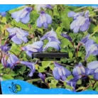 Törpefürt / Kúszó tátika Mazus reptans fajták P18