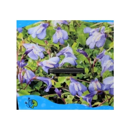 Törpefürt / Kúszó tátika Mazus reptans fajták P18