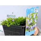 Törpefürt / Kúszó tátika Mazus reptans fajták P18