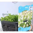 Törpefürt / Kúszó tátika Mazus reptans fajták P18