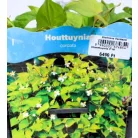 Kaméleonlevél Houttuynia cordata P18