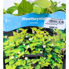 Kaméleonlevél Houttuynia cordata P18