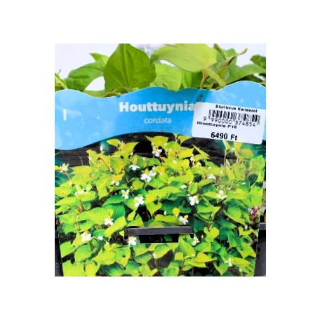 Kaméleonlevél Houttuynia cordata P18