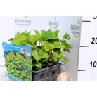 Kaméleonlevél Houttuynia cordata P18