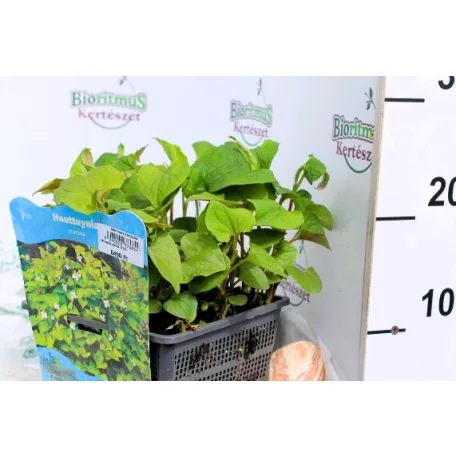 Kaméleonlevél Houttuynia cordata P18