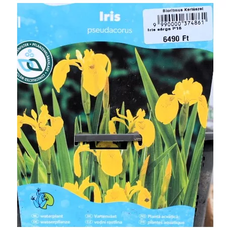 Mocsári nőszirom (sárga) Iris pseudacorus (sárga) P18