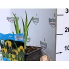 Mocsári nőszirom (sárga) Iris pseudacorus (sárga) P18