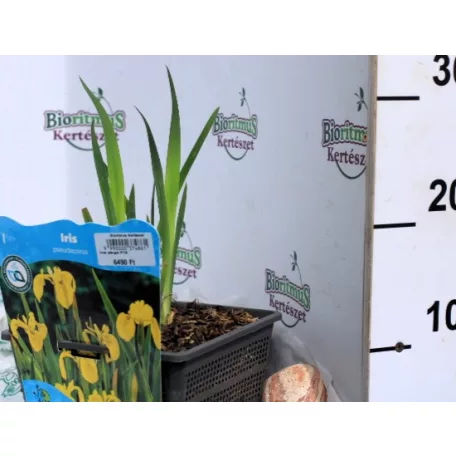 Mocsári nőszirom (sárga) Iris pseudacorus (sárga) P18
