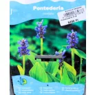 Szívlevelű tócsagaz / Pontuszfű Pontederia cordata P18