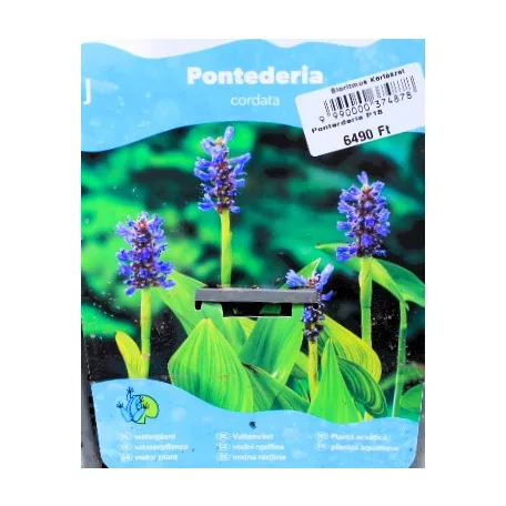 Szívlevelű tócsagaz / Pontuszfű Pontederia cordata P18