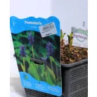 Szívlevelű tócsagaz / Pontuszfű Pontederia cordata P18