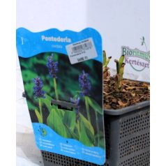 Szívlevelű tócsagaz / Pontuszfű Pontederia cordata P18