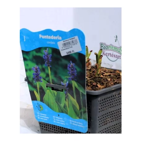 Szívlevelű tócsagaz / Pontuszfű Pontederia cordata P18