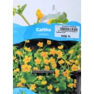 Mocsári gólyahír Caltha palustris P18