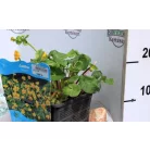 Mocsári gólyahír Caltha palustris P18