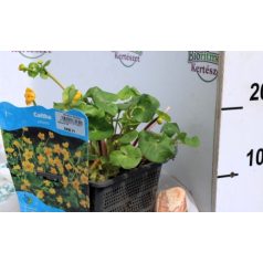 Mocsári gólyahír Caltha palustris P18