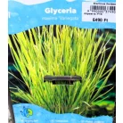 Tarka vízi harmatkása Glyceria maxima Variegata P18