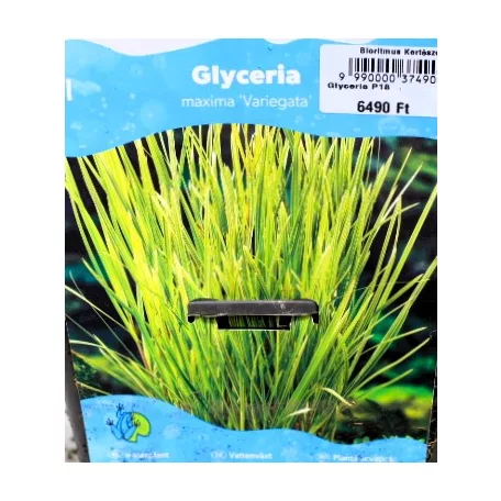 Tarka vízi harmatkása Glyceria maxima Variegata P18