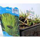 Tarka vízi harmatkása Glyceria maxima Variegata P18