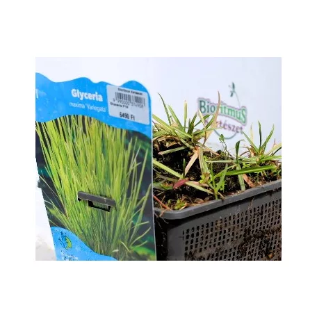 Tarka vízi harmatkása Glyceria maxima Variegata P18