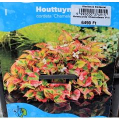 Kaméleonlevél Houttuynia cordata Chameleon P18