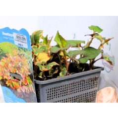 Kaméleonlevél Houttuynia cordata Chameleon P18