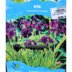   Japán nőszirom (sötétlila) Iris kaempferi (ensata) (sötét lila) P18